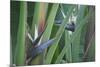 Bird of Paradise-Anna Miller-Mounted Photographic Print