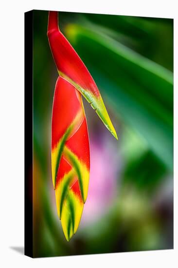 Bird of Paradise-Ursula Abresch-Stretched Canvas