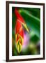 Bird of Paradise-Ursula Abresch-Framed Photographic Print