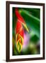 Bird of Paradise-Ursula Abresch-Framed Photographic Print