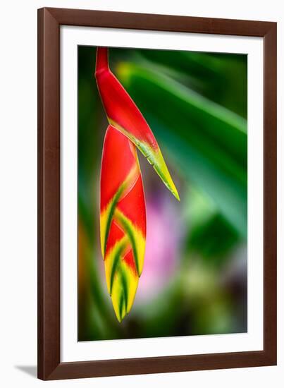 Bird of Paradise-Ursula Abresch-Framed Photographic Print