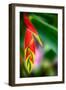 Bird of Paradise-Ursula Abresch-Framed Photographic Print