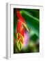 Bird of Paradise-Ursula Abresch-Framed Photographic Print