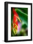 Bird of Paradise-Ursula Abresch-Framed Photographic Print