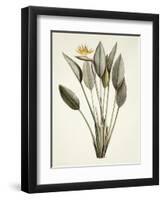 Bird of Paradise-Pierre Joseph Redout?-Framed Premium Giclee Print