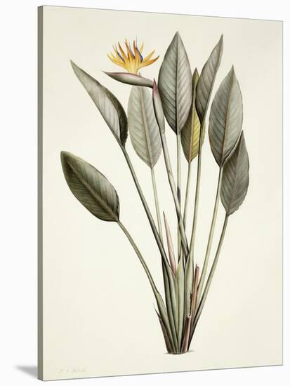 Bird of Paradise-Pierre Joseph Redout?-Stretched Canvas