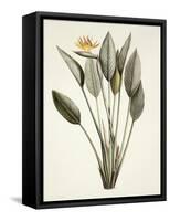 Bird of Paradise-Pierre Joseph Redout?-Framed Stretched Canvas