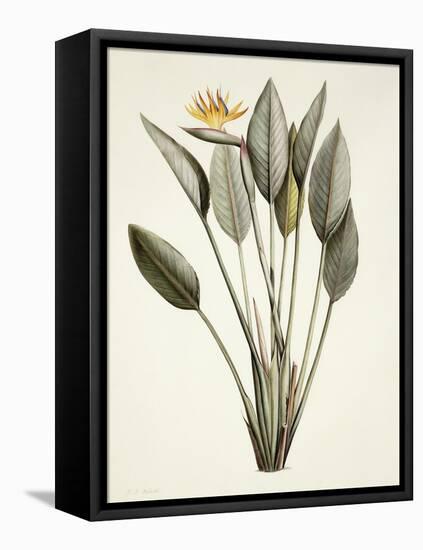 Bird of Paradise-Pierre Joseph Redout?-Framed Stretched Canvas