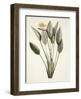 Bird of Paradise-Pierre Joseph Redout?-Framed Giclee Print