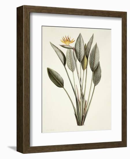 Bird of Paradise-Pierre Joseph Redout?-Framed Giclee Print