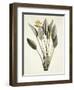 Bird of Paradise-Pierre Joseph Redout?-Framed Giclee Print