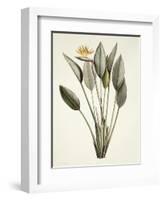 Bird of Paradise-Pierre Joseph Redout?-Framed Giclee Print