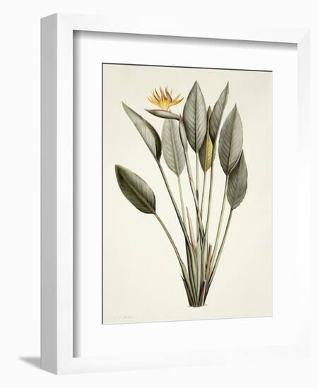 Bird of Paradise-Pierre Joseph Redout?-Framed Giclee Print