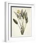 Bird of Paradise-Pierre Joseph Redout?-Framed Giclee Print