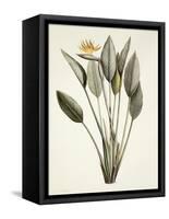Bird of Paradise-Pierre Joseph Redout?-Framed Stretched Canvas