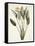 Bird of Paradise-Pierre Joseph Redout?-Framed Stretched Canvas