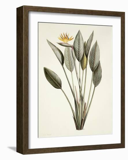 Bird of Paradise-Pierre Joseph Redout?-Framed Giclee Print