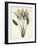 Bird of Paradise-Pierre Joseph Redout?-Framed Giclee Print