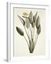 Bird of Paradise-Pierre Joseph Redout?-Framed Giclee Print