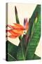 Bird of Paradise-Mary Russel-Stretched Canvas