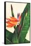 Bird of Paradise-Mary Russel-Framed Stretched Canvas