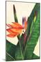 Bird of Paradise-Mary Russel-Mounted Giclee Print