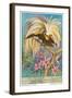 Bird of Paradise-null-Framed Art Print