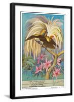 Bird of Paradise-null-Framed Art Print