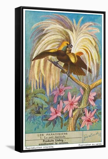 Bird of Paradise-null-Framed Stretched Canvas