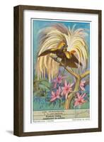 Bird of Paradise-null-Framed Art Print