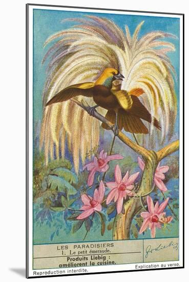 Bird of Paradise-null-Mounted Art Print