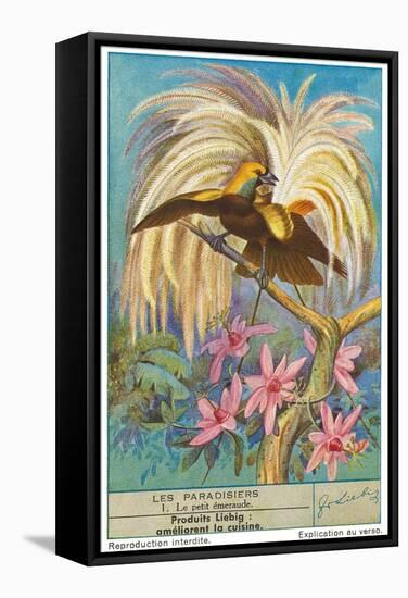 Bird of Paradise-null-Framed Stretched Canvas