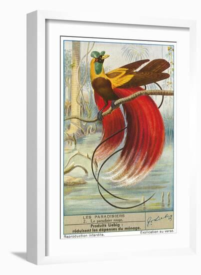 Bird of Paradise-null-Framed Art Print