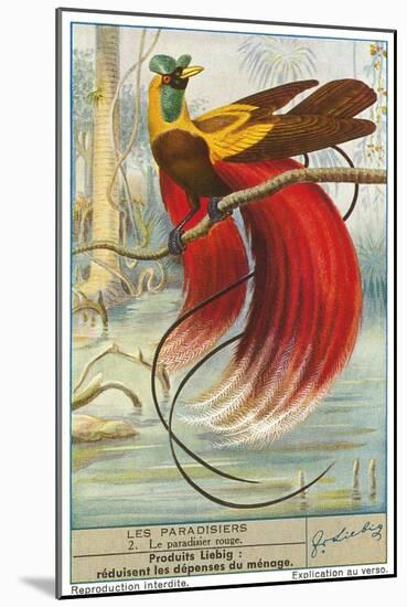 Bird of Paradise-null-Mounted Art Print