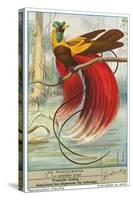 Bird of Paradise-null-Stretched Canvas