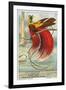 Bird of Paradise-null-Framed Art Print