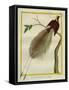 Bird-Of-Paradise-Georges-Louis Buffon-Framed Stretched Canvas