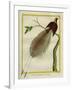 Bird-Of-Paradise-Georges-Louis Buffon-Framed Giclee Print