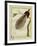 Bird-Of-Paradise-Georges-Louis Buffon-Framed Giclee Print