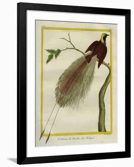 Bird-Of-Paradise-Georges-Louis Buffon-Framed Giclee Print