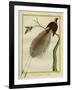 Bird-Of-Paradise-Georges-Louis Buffon-Framed Giclee Print