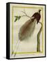 Bird-Of-Paradise-Georges-Louis Buffon-Framed Stretched Canvas