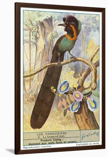 Bird of Paradise-null-Framed Art Print