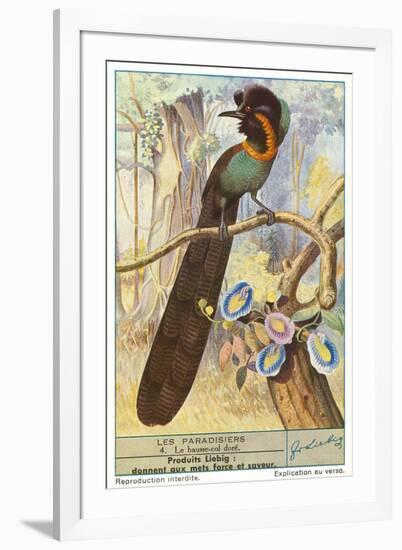 Bird of Paradise-null-Framed Art Print