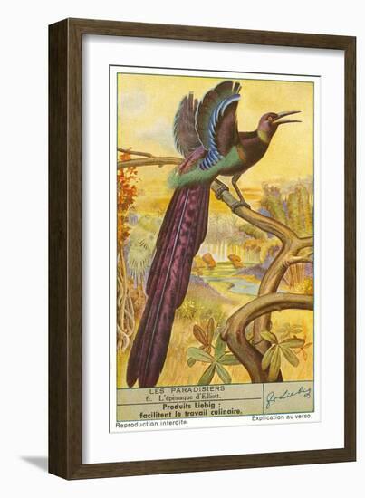 Bird of Paradise-null-Framed Art Print