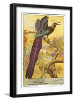 Bird of Paradise-null-Framed Art Print