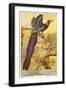 Bird of Paradise-null-Framed Art Print