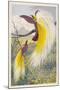 Bird of Paradise-null-Mounted Art Print