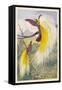 Bird of Paradise-null-Framed Stretched Canvas