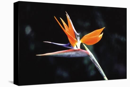 Bird of Paradise-John Bortniak-Stretched Canvas